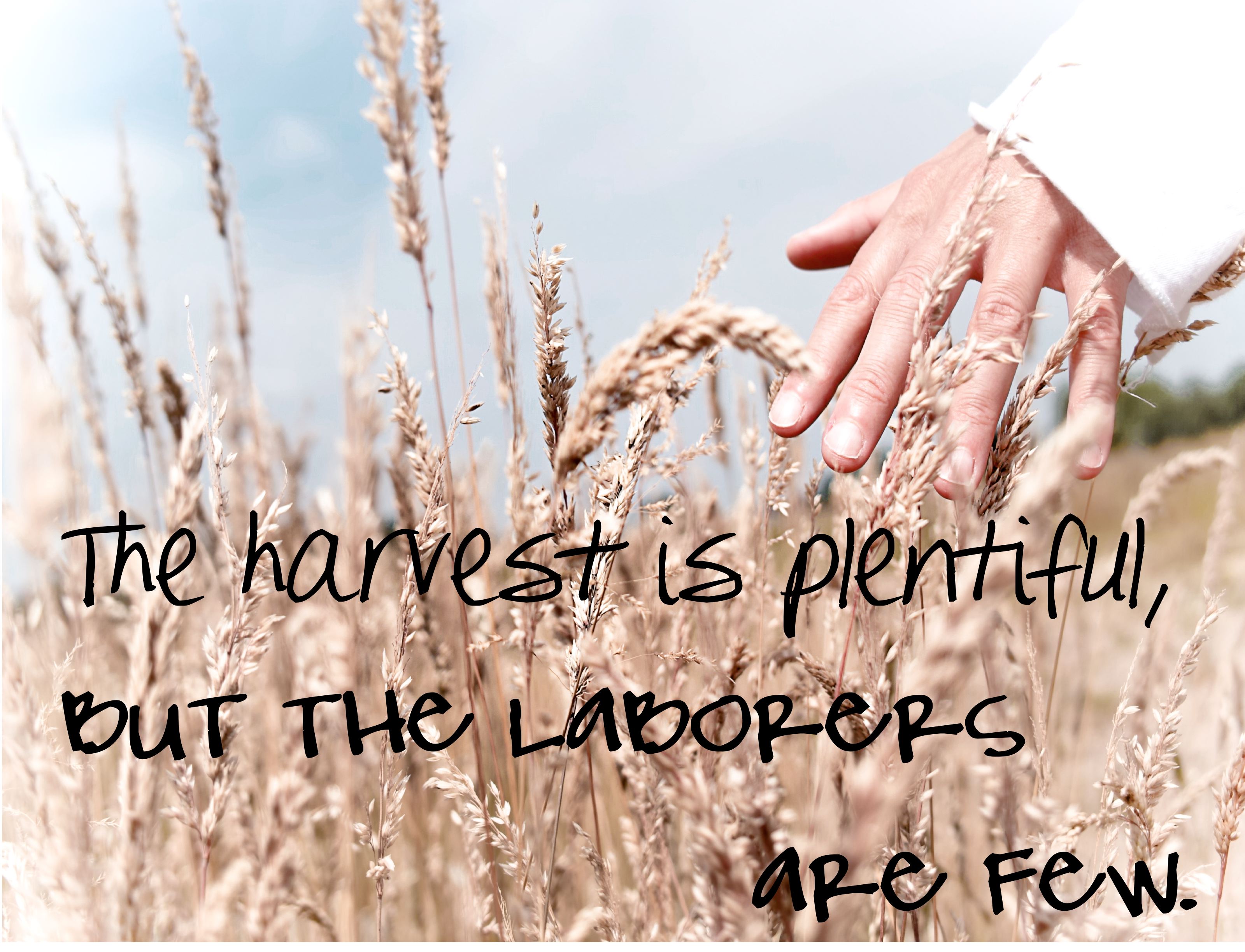 harvest plenteous